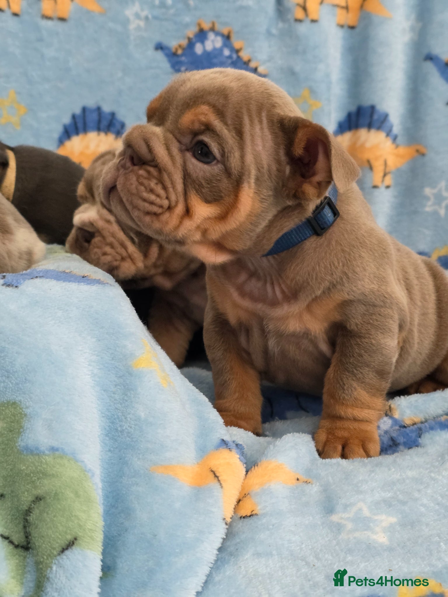 English Bulldog dogs british bulldog pups - Advert 14