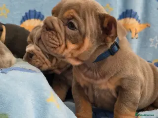 English Bulldog dogs british bulldog pups - Advert 14
