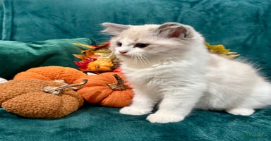 Ragdoll cats - Advert 13