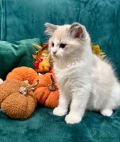 Ragdoll cats - Advert 5