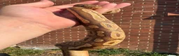 Corn Snake reptiles for sale: 1 king 5 corns 2 pythons  - Advert 5