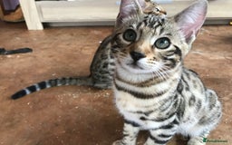 Bengal cats for sale: Bengal male kitten available  - Image 2