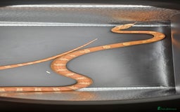 Corn Snake reptiles for sale: Baby cornsnakes for sale - Image 4