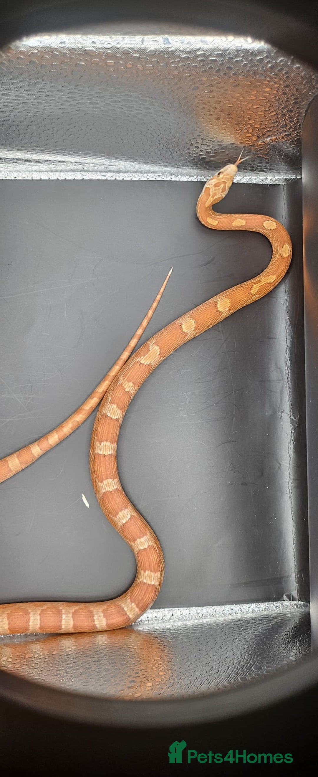Corn Snake reptiles for sale: Baby cornsnakes for sale - Image 4