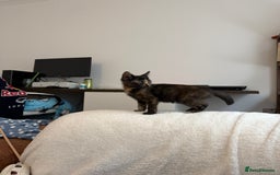 Mixed Breed cats for sale: 2 gorgeous kittens - Image 4