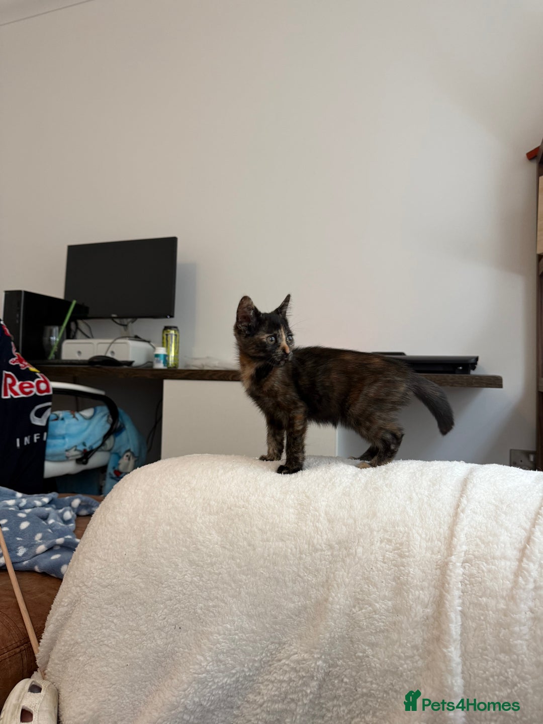 Mixed Breed cats for sale: 2 gorgeous kittens - Image 4