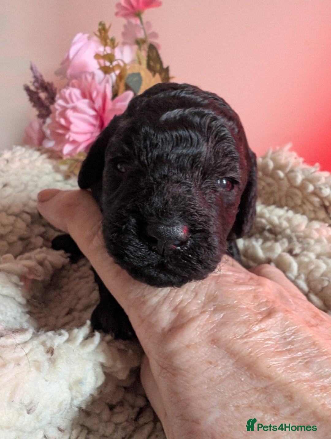 Cockapoo dogs for sale: Toy cockerpoo - last one - Image 1