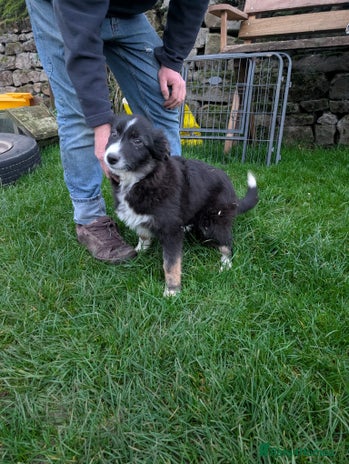 Border Collie dogs - Advert 2