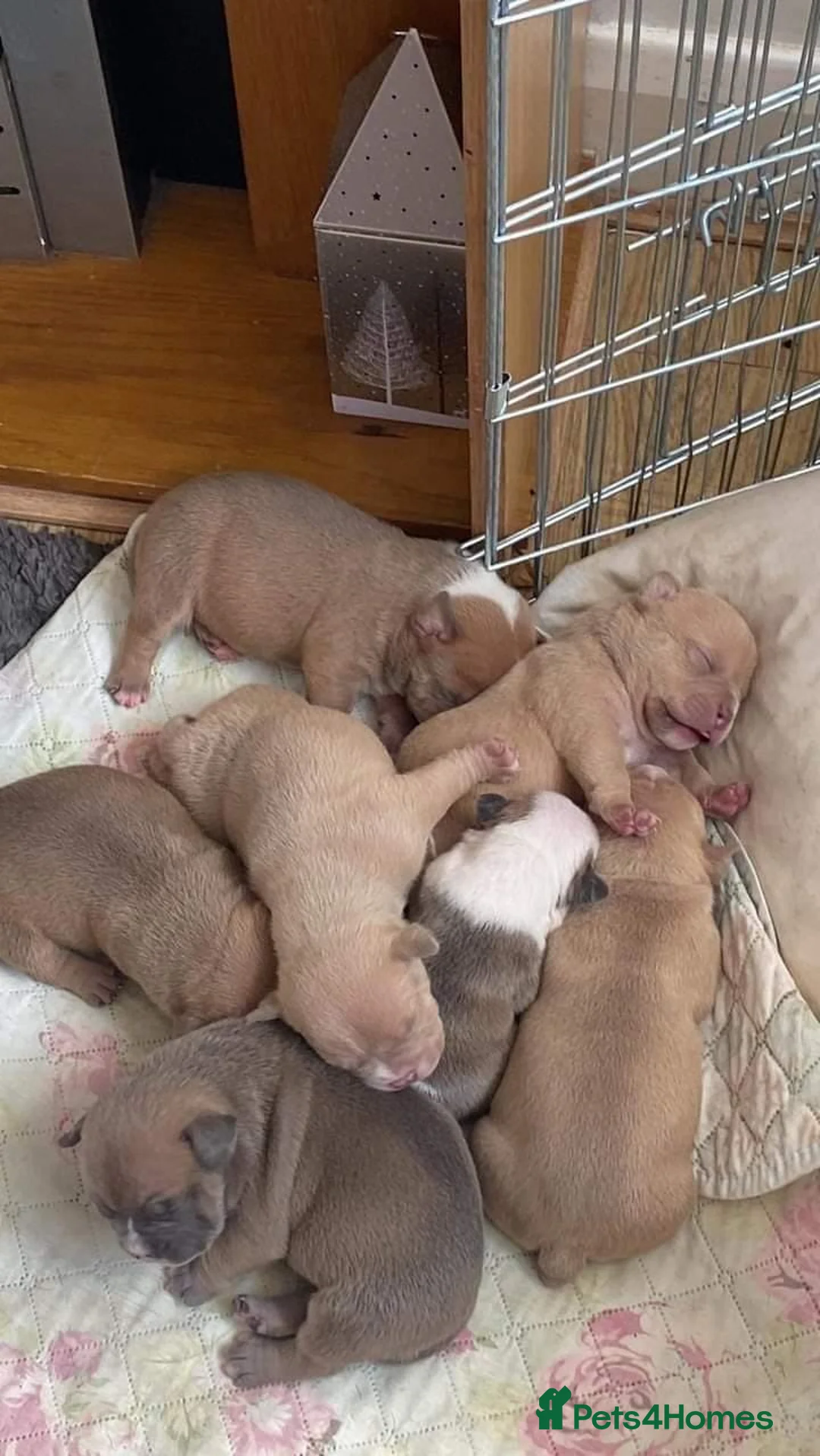 American Bully dogs for stud: American Pocket Bully PROVEN ! in Dartford - Advert 35