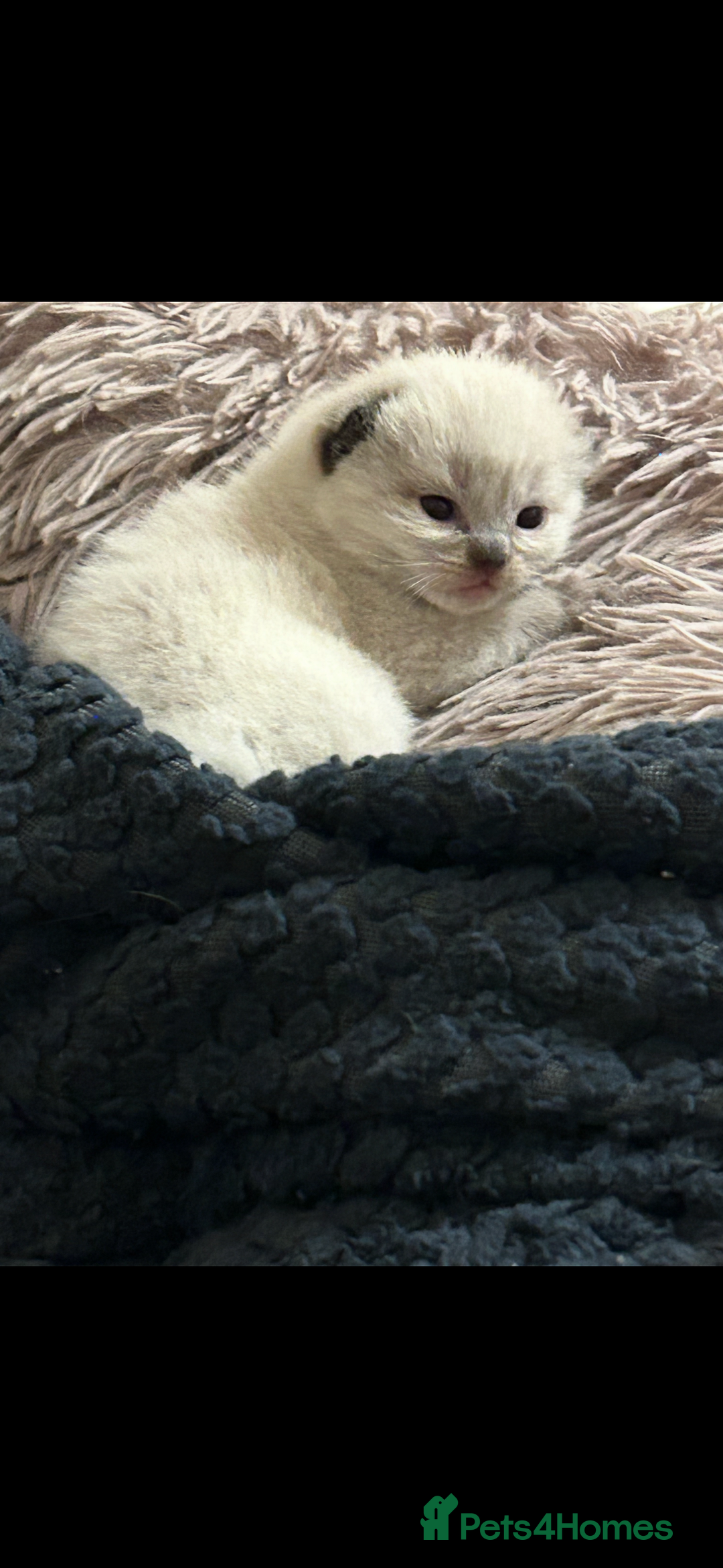 Ragdoll cats for sale: 4 beautiful pure ragdoll kittens  - Image 15