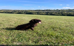 Cockapoo dogs for sale: 5 ⭐️ F1 Cockapoo puppies  - Image 3