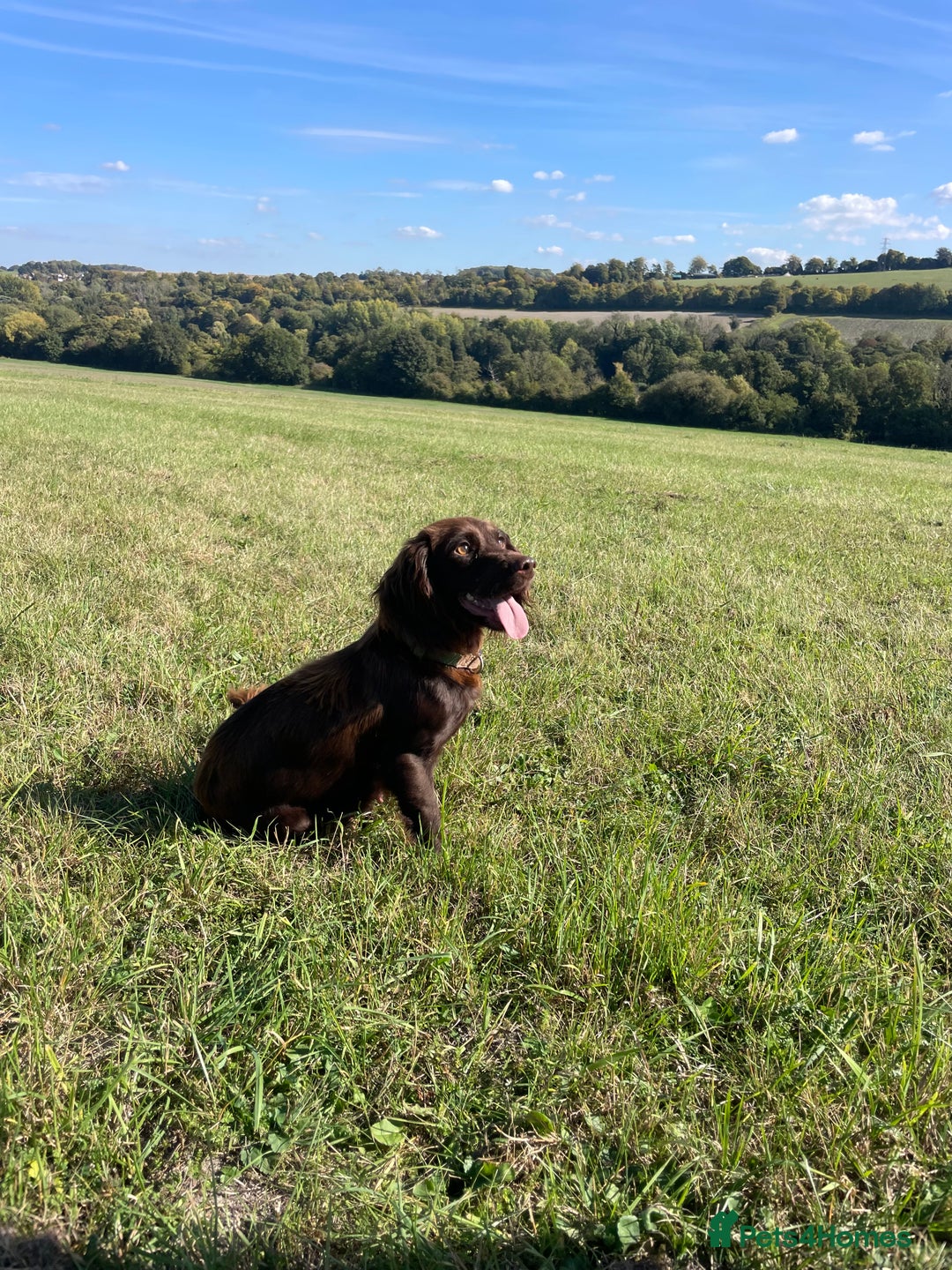 Cockapoo dogs for sale: 5 ⭐️ F1 Cockapoo puppies  - Image 3
