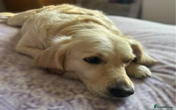 Golden Retriever dogs for sale: Beautiful KC Registered Golden Retriever Puppies - Image 16