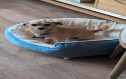 Mixed Breed dogs for sale: 4 Year Old Jack/Chi Looking For Forever Home - Image 5