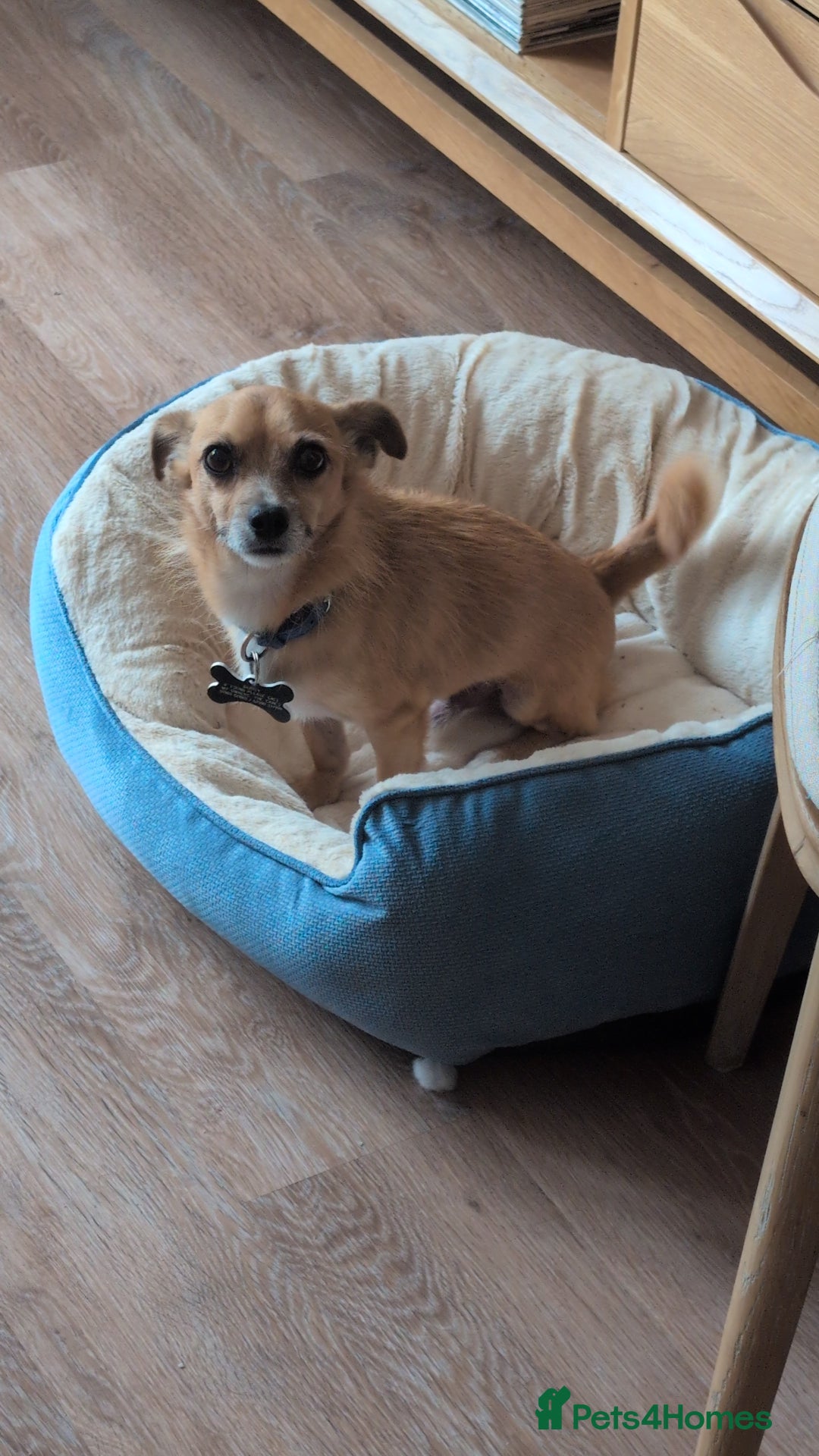 Mixed Breed dogs for sale: 4 Year Old Jack/Chi Looking For Forever Home - Image 5