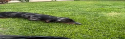 Dachshund dogs for sale: Miniature Dachshund  - Advert 3