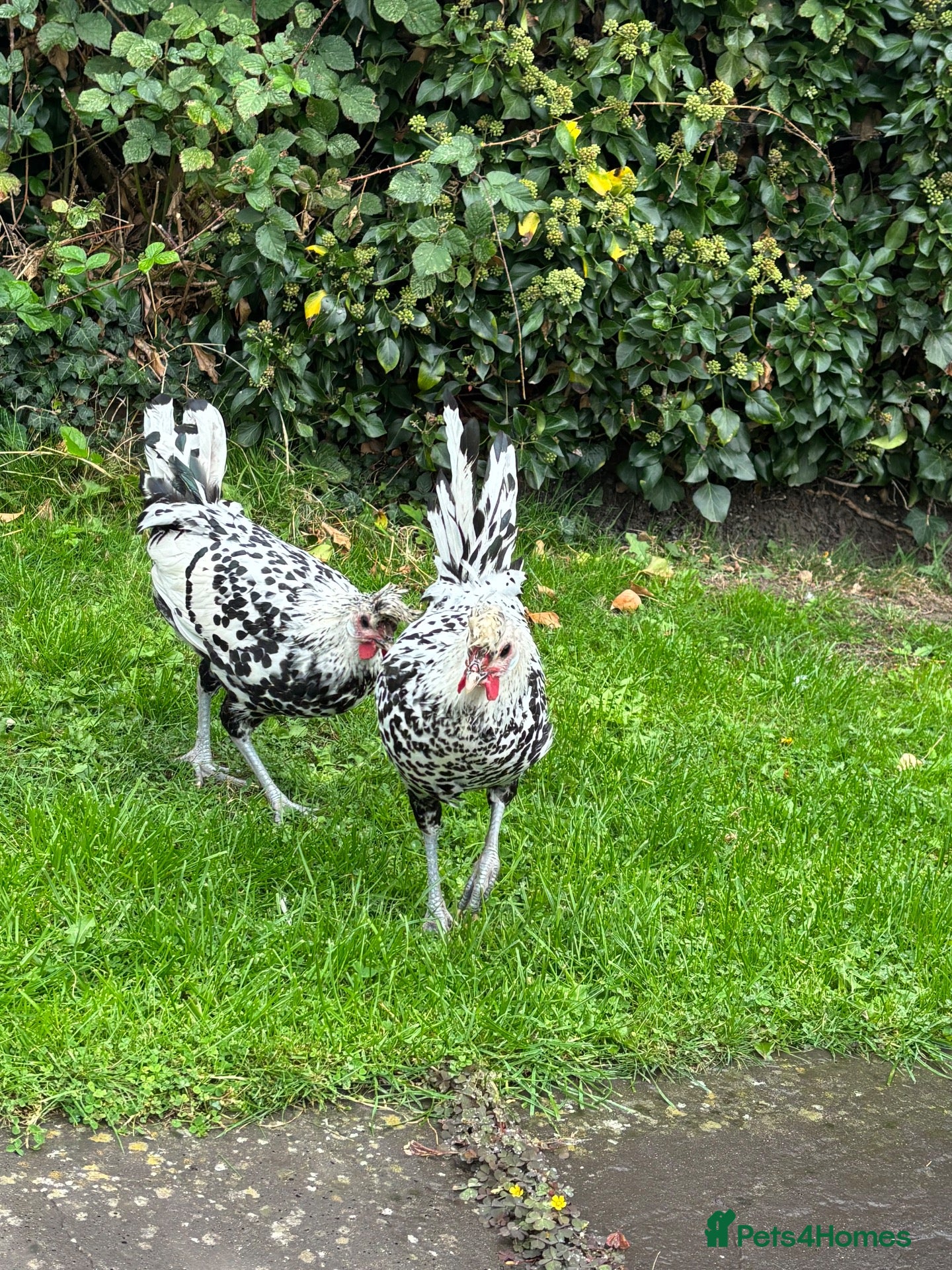 Chickens poultry Appenzeller Spitzhauben Roosters - Advert 13