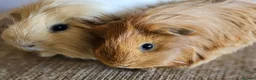 Guinea Pig rodents for sale: Various bonded pairs of boy guinea pigs in Faringdon - Advert 6