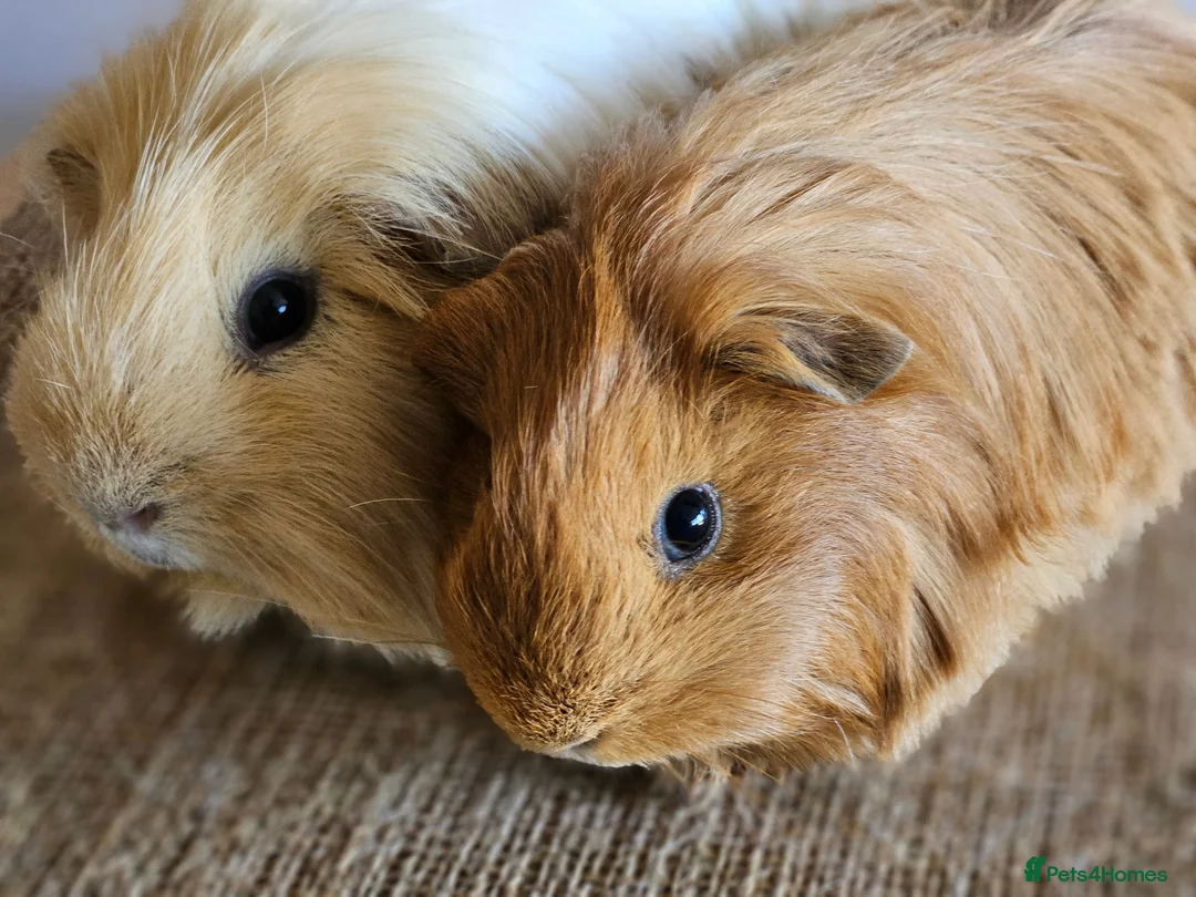 Guinea Pig rodents for sale: Various bonded pairs of boy guinea pigs in Faringdon - Advert 6
