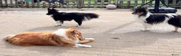 Shetland Sheepdog dogs for sale: Beautiful black bi girl  - Advert 2