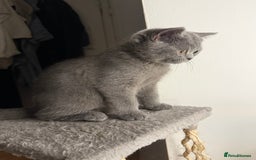 British Shorthair cats for sale: Beautiful British Shorthair 12 weeks - Image 5