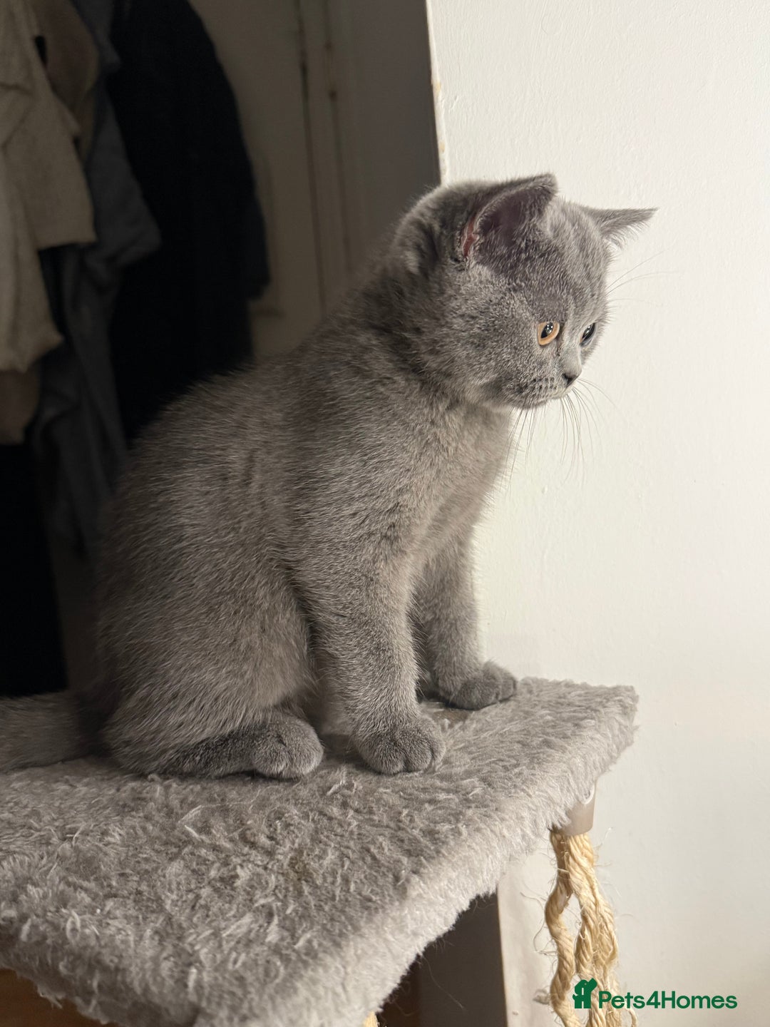 British Shorthair cats for sale: Beautiful British Shorthair 12 weeks - Image 5