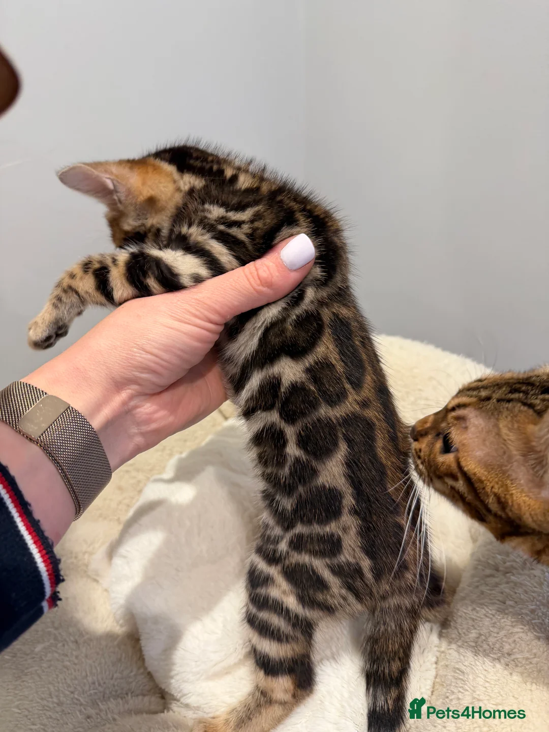 Bengal cats for sale: Bengal kittens 🥰🥰🥰🇬🇧🇬🇧🇬🇧 - Advert 14