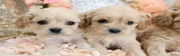 Cavapoo dogs for sale: *HEALTH TESTED*  F1 Cavapoos - Advert 21