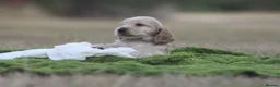 Cocker Spaniel dogs for sale: Quality show type puppies by Mango  - Advert 12
