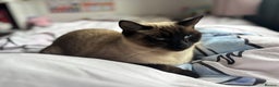 Siamese cats for sale: Ragdoll / Siamese Cat - Advert 6
