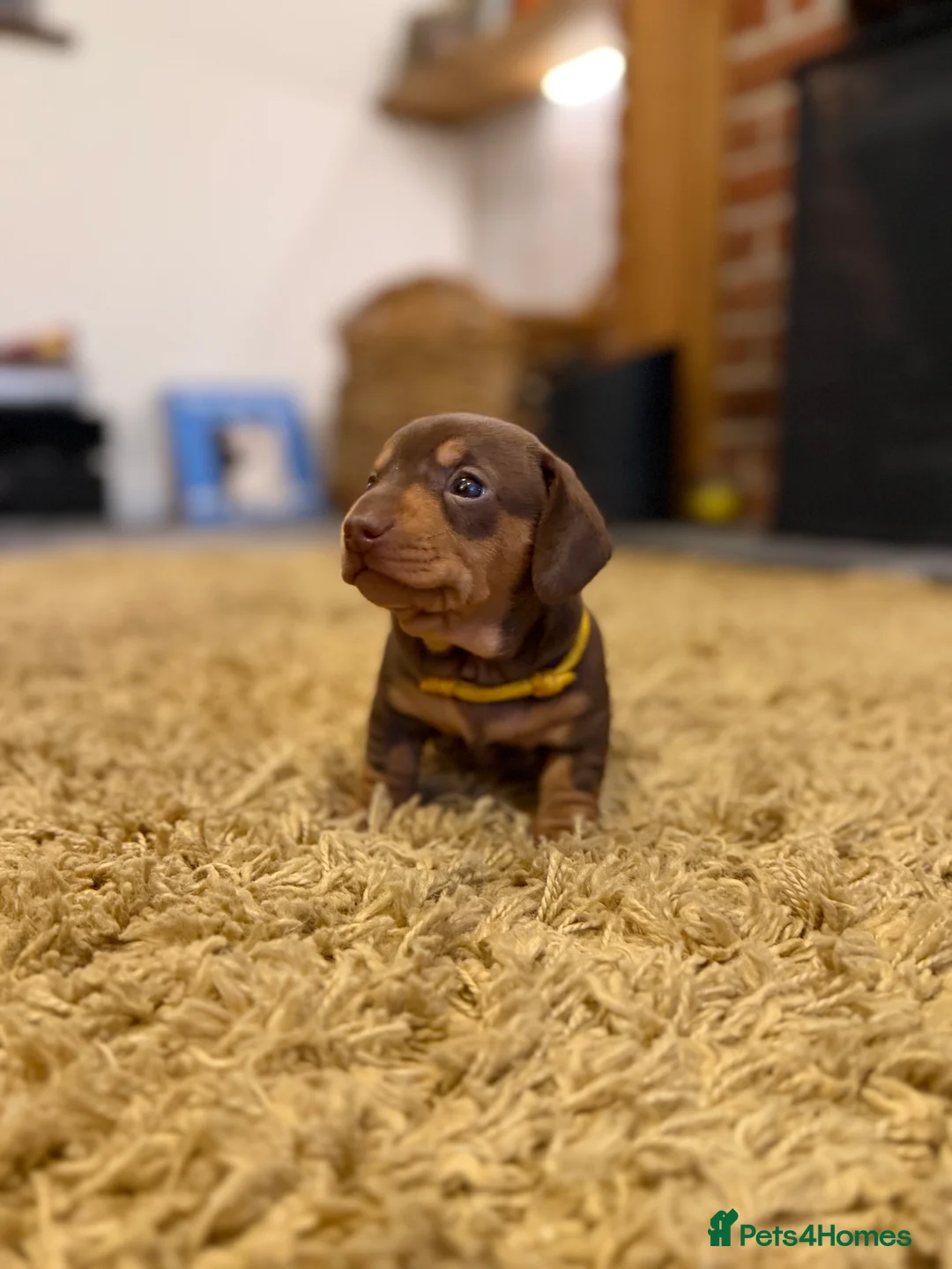 Miniature Dachshund dogs for sale: KC Miniature Dachshund puppies for sale  in Colchester - Advert 11