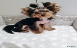 Yorkshire Terrier dogs for sale: 🖤Gorgeous yorkie girl available 🖤 - Advert 5