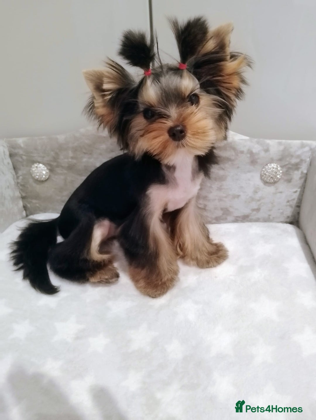 Yorkshire Terrier dogs for sale: 🖤Gorgeous yorkie girl available 🖤 - Advert 5