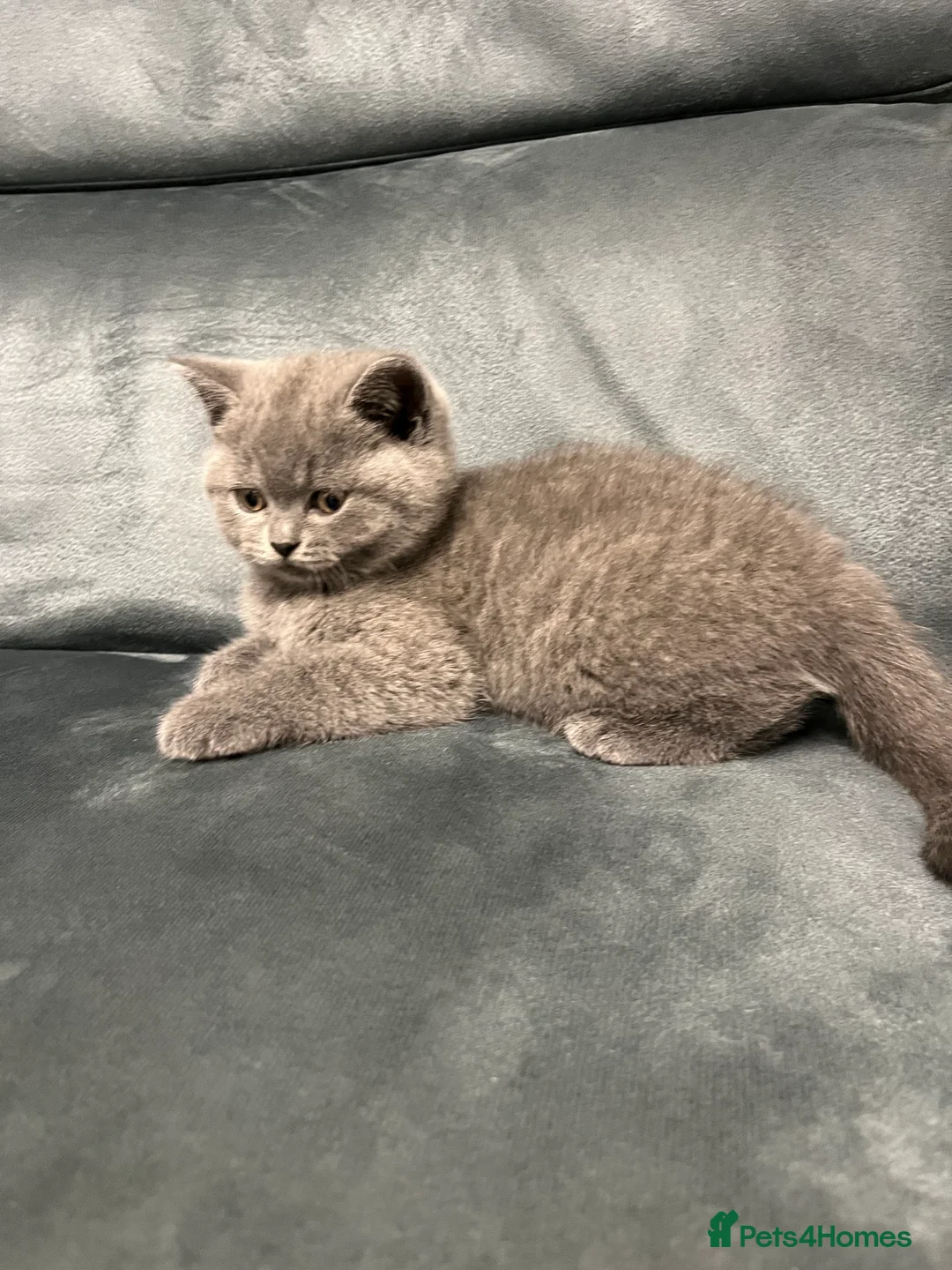 British Shorthair cats for sale: British Shorthair Kittens Available - Advert 26