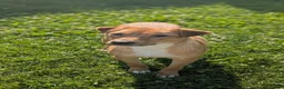 Mixed Breed dogs for adoption: Caesar for adoption - Advert 1