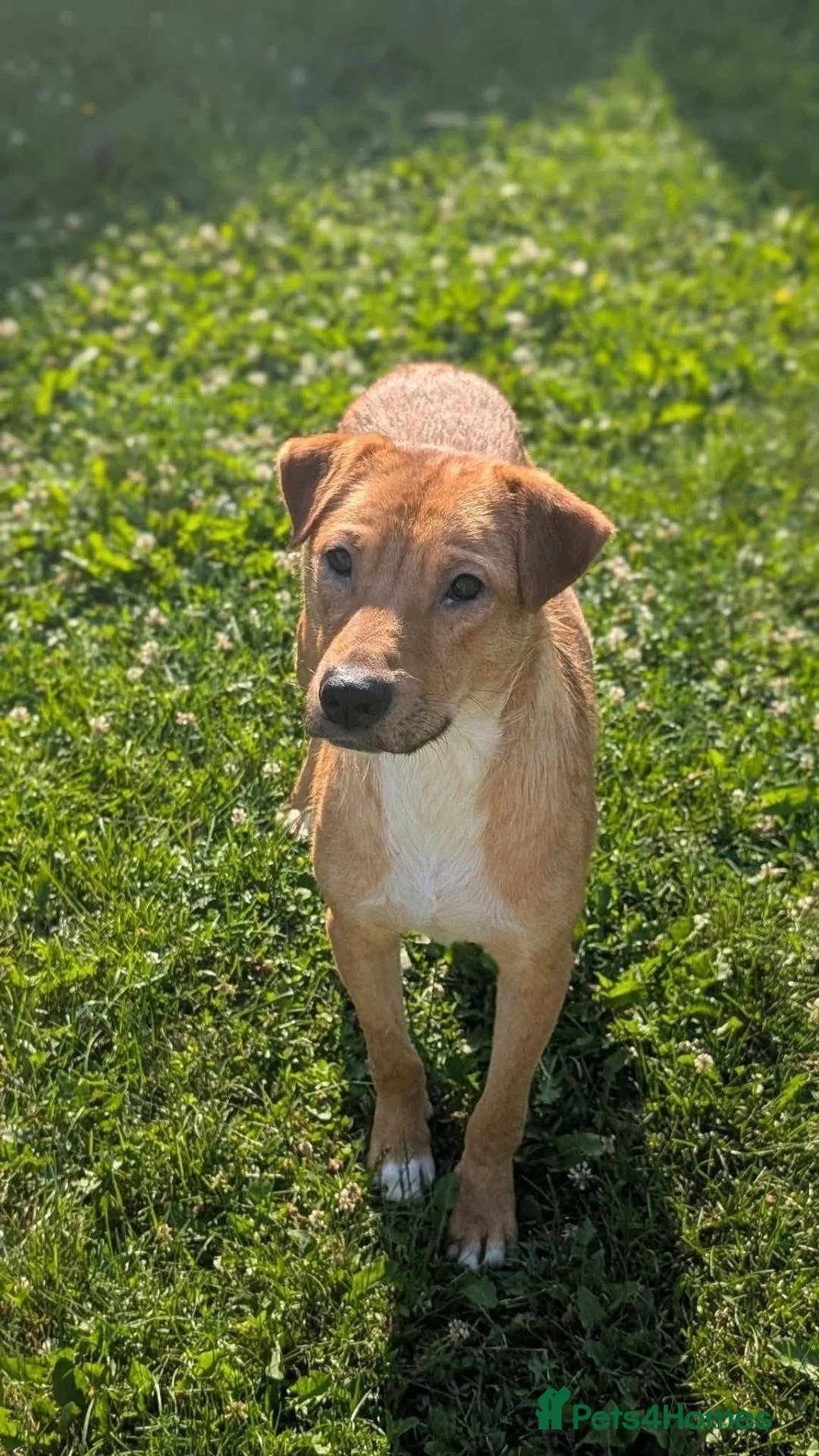 Mixed Breed dogs for adoption: Caesar for adoption - Advert 1