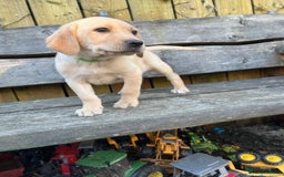Labrador Retriever dogs for sale: Lovely Labrador pups - Image 5