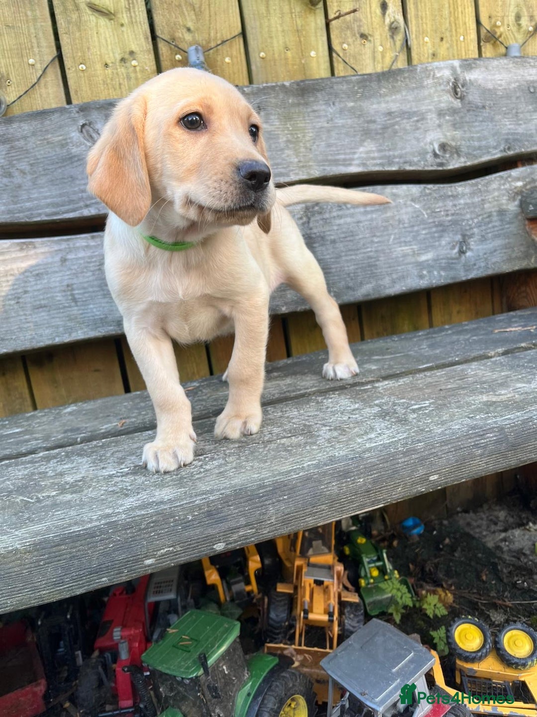 Labrador Retriever dogs for sale: Lovely Labrador pups - Image 5