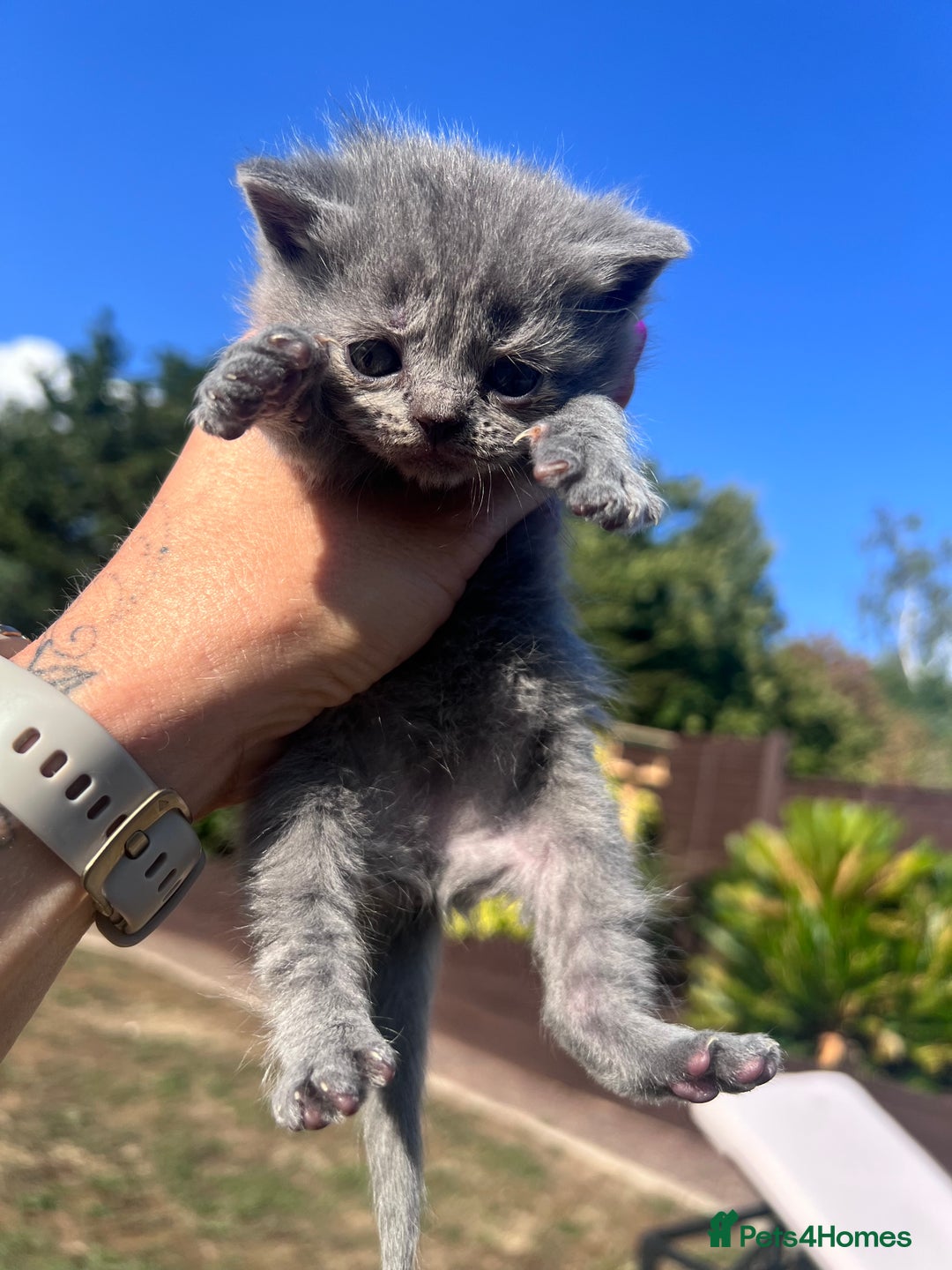 British Shorthair cats for sale: British Shorthair  - Image 2