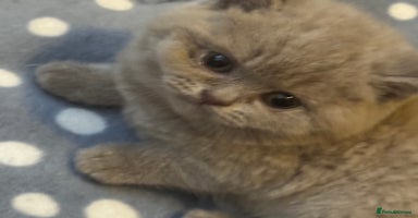 British Shorthair cats - Advert 5
