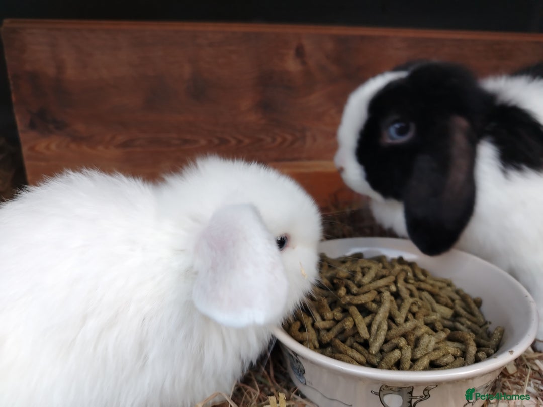 Mini Lop rabbits for sale: Blue eyed white mini lops - Advert 1
