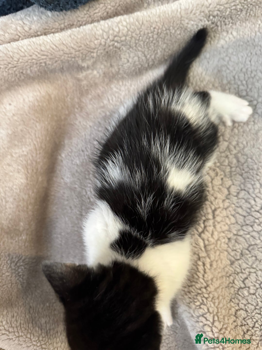 Bengal cats for sale: Bengal x British short hair kittens ready soon 15t - Advert 12