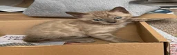 Bengal cats for sale: TICA registered Seal Solid Silver Mink Bengals - Advert 11