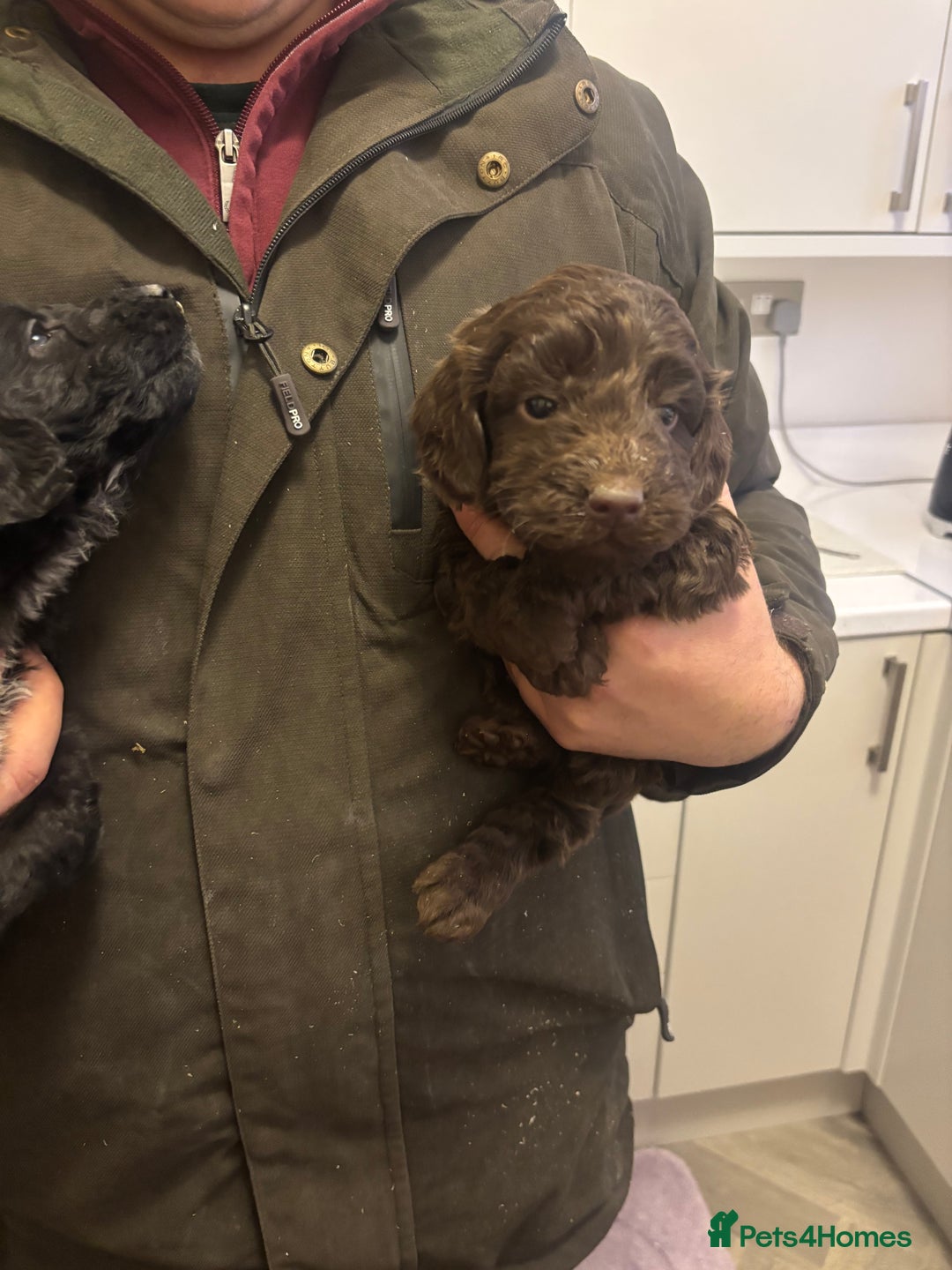 Cockapoo dogs for sale: Cockapoo puppies  - Advert 8