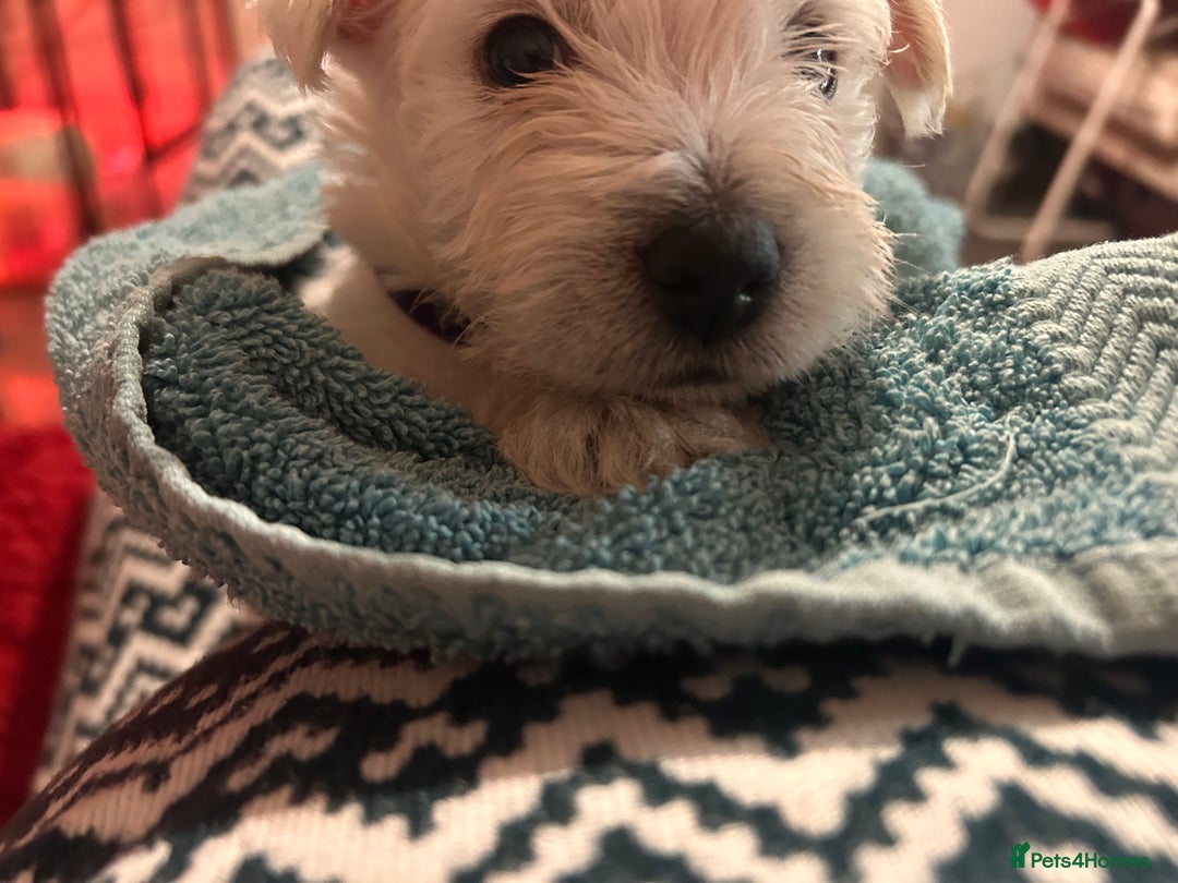 West Highland Terrier dogs for sale: West highland puppies - Advert 9