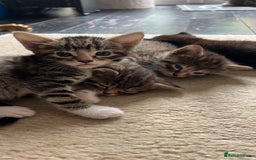 Mixed Breed cats for sale: Adorable kittens ready for loving homes! - Image 15
