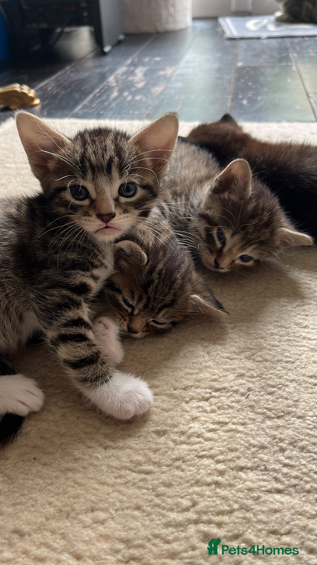 Mixed Breed cats for sale: Adorable kittens ready for loving homes! - Image 15