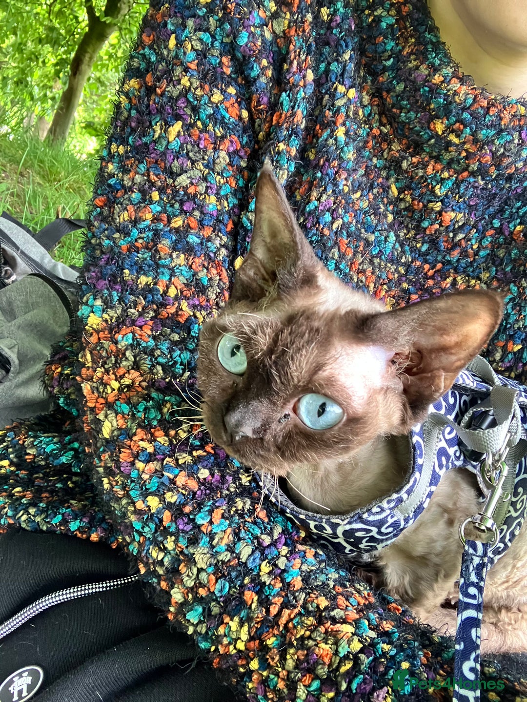 Devon Rex cats for sale: GCCF Registered Young Adult Females - Advert 23