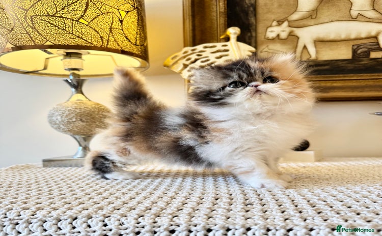 Persian cats - Advert 1