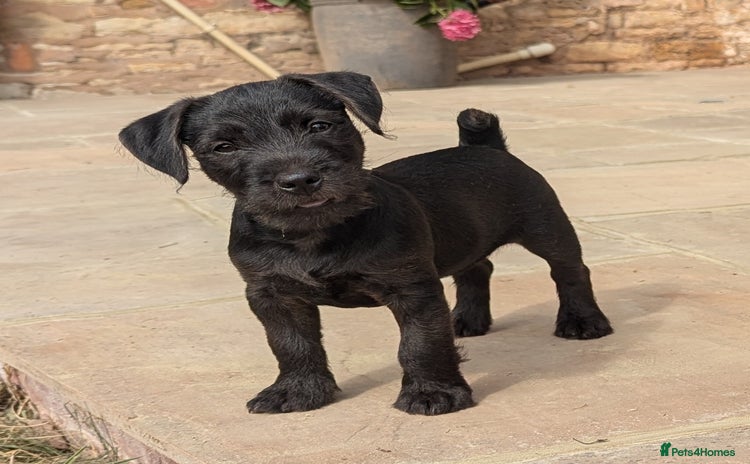 Patterdale Terrier dogs - Advert 14